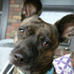 Meet your Posher, Sam